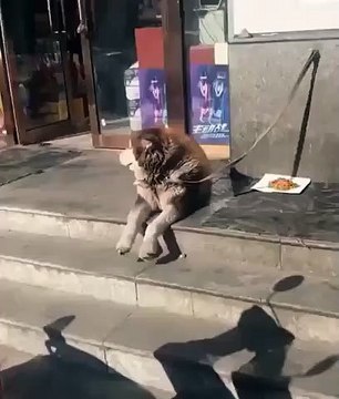 Dog calmly waiting for his owner