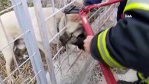 Demir korkuluklara başı sıkışan köpeği itfaiye ekipleri kurtardı