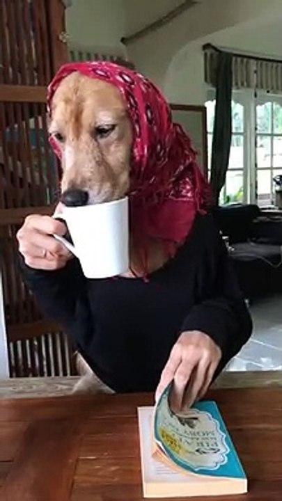 Dog drinking the Tea