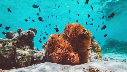 COIN SHOW in Local New York NY NJ CT AREA to BUY Rare ANCIENT & World Greek Roman Silver Gold Coins