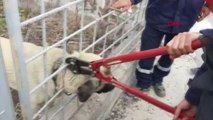 Aksaray Demir Korkuluğa Başı Sıkışan Köpeği İtfaiye Ekibi Kurtardı
