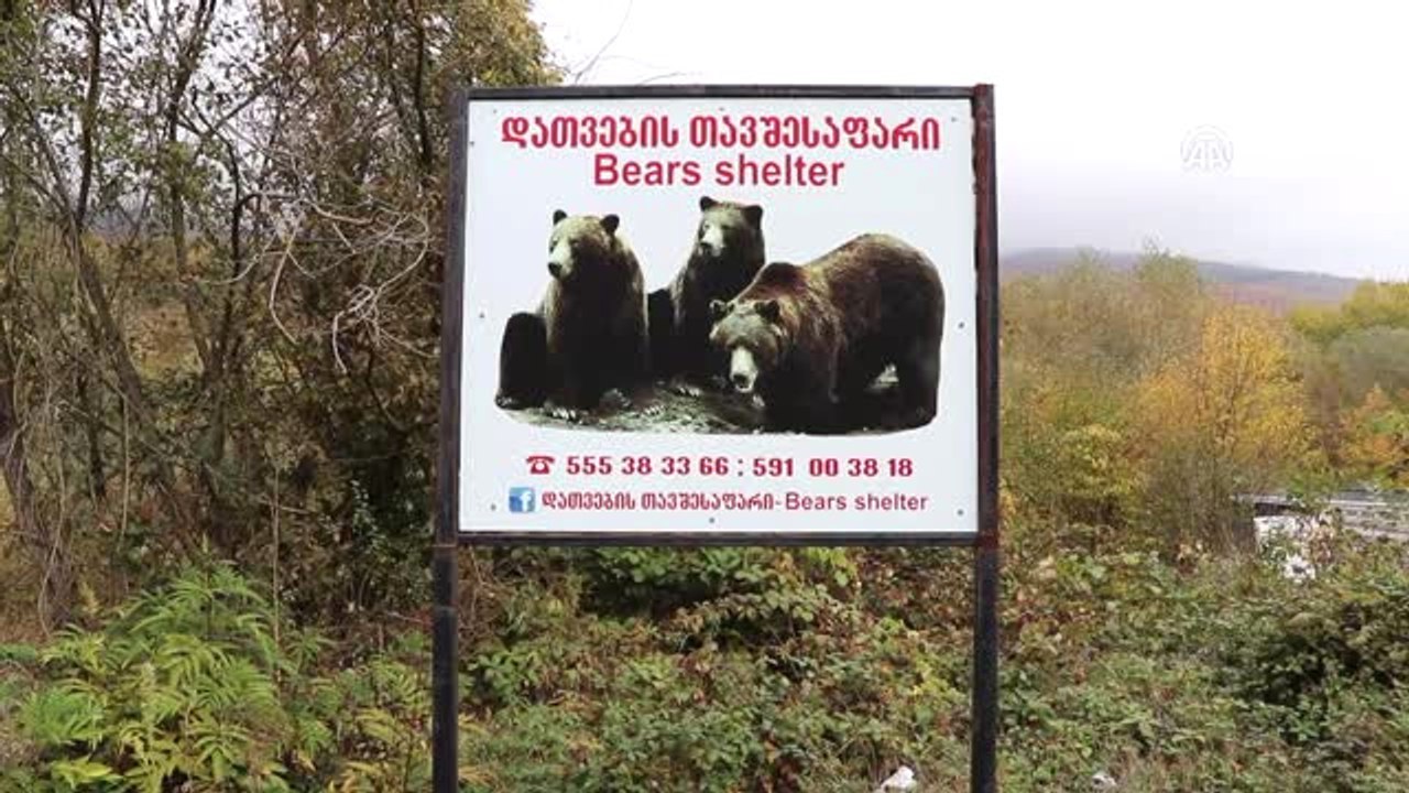 Gürcistan'ın İlk ve Tek Barınağıyla Annesiz Yavru Ayılara Sahip Çıktı - Tiflis