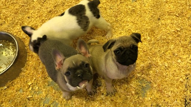 Des éleveurs passionnés au Salon du chiot