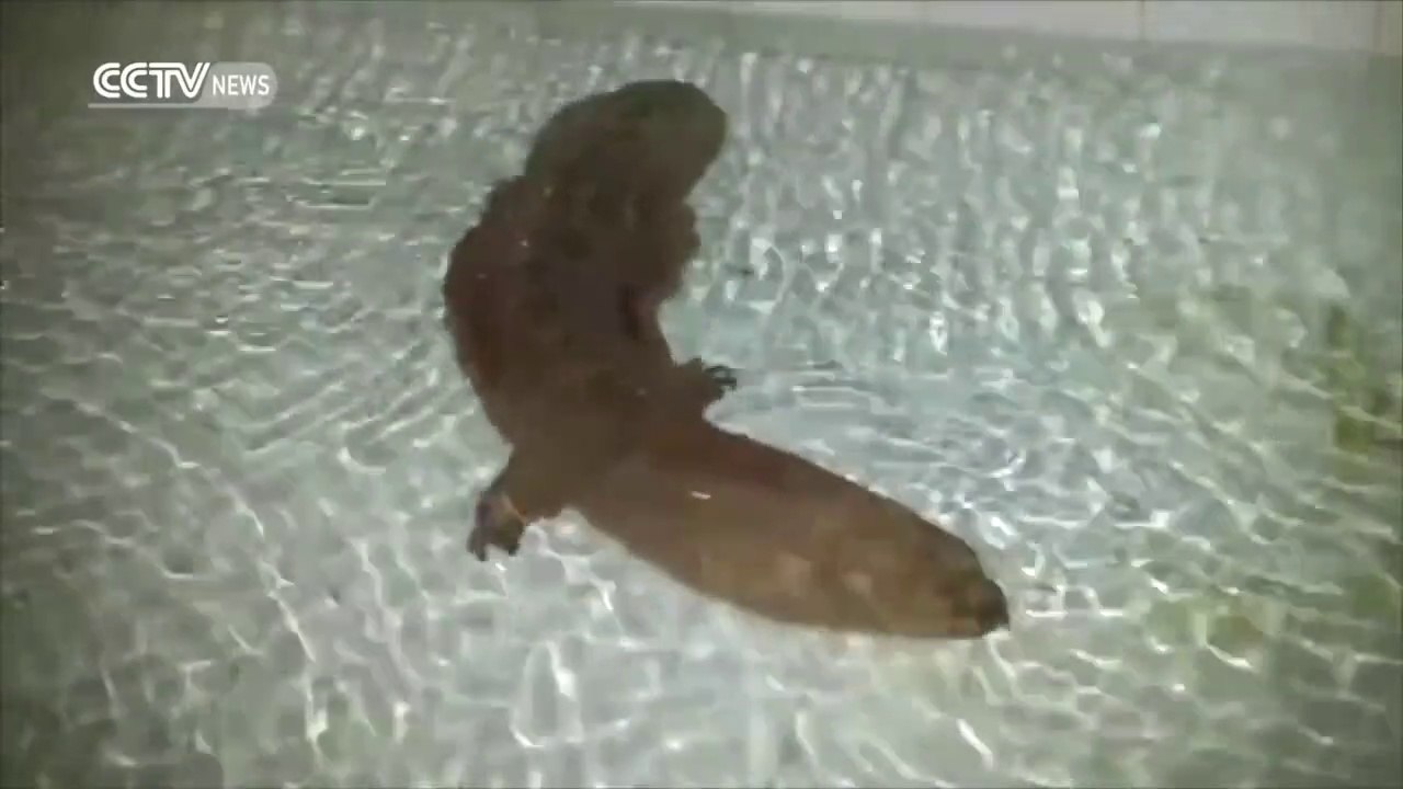 Cette salamandre géante a plus de 200 ans... Découverte incroyable en Chine