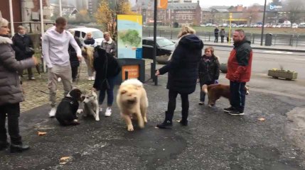 Huy : Une cinquantaine d'animaux à la bénédiction de la Sainte Catherine