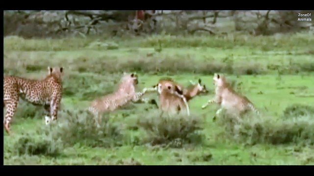 Childs of Cheeta is playing to dear || cheetah's attack || animals attack || fear dear || by zoneofamimals || Big cat || animal fight ||