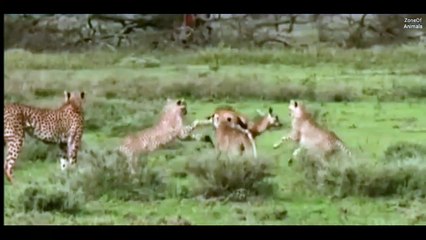 Childs of Cheeta is playing to dear || cheetah's attack || animals attack || fear dear || by zoneofamimals || Big cat || animal fight ||