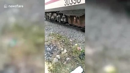 Bull escapes unharmed after being run over by train in India