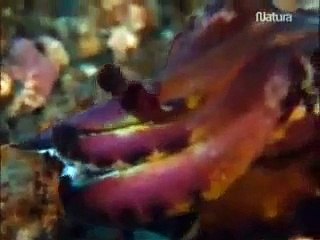 Buceando Con Extraterrestres Animales Abisales -Documenta2