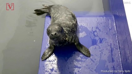 Video of Baby Seal Recovering After Eating a Plastic Bag