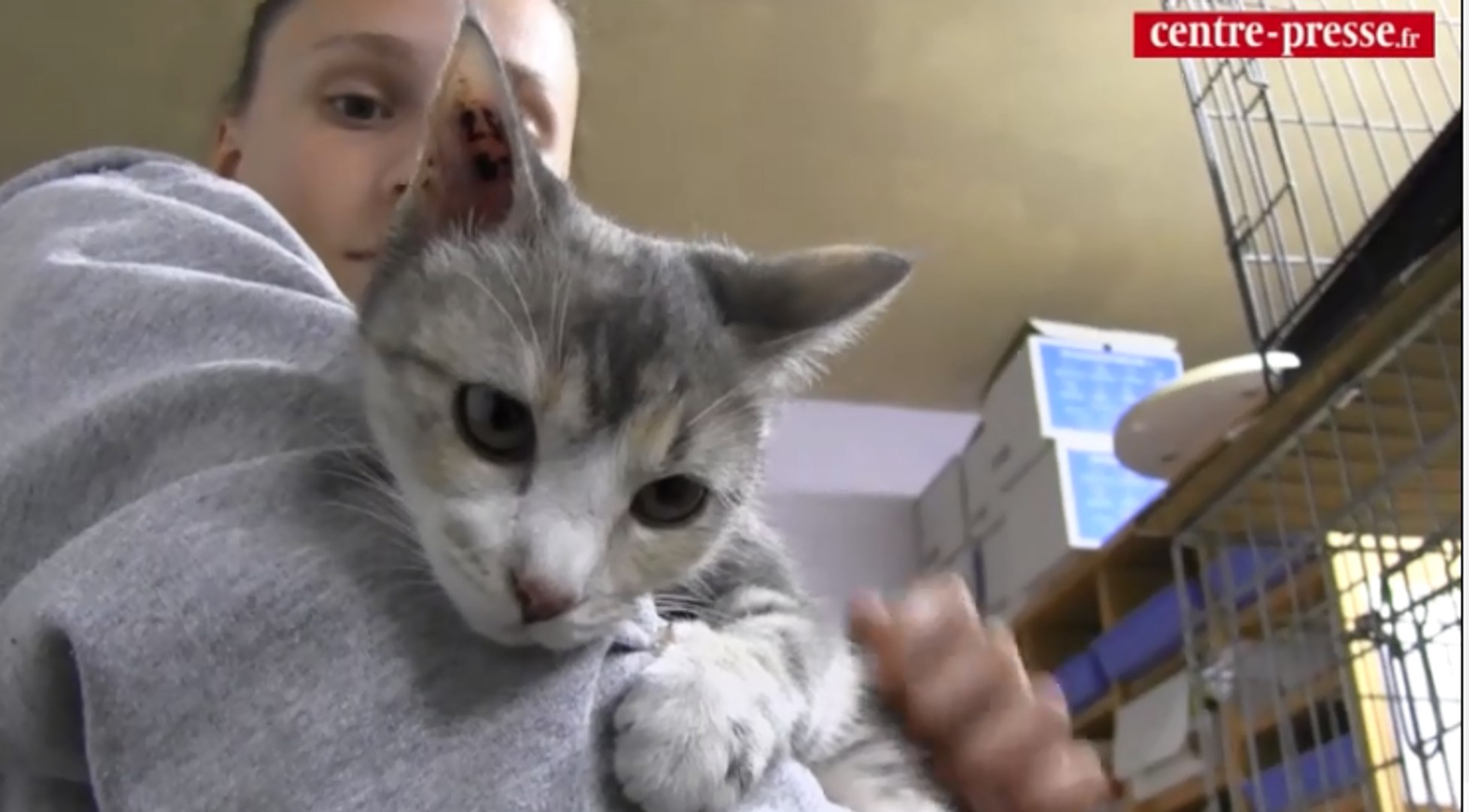 Trop De Chats Le Refuge Spa De Poitiers Appelle A L Aide Video Trop De Chats Le Refuge Spa De Poitiers Appelle A L Aide Video