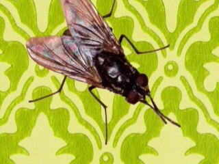 The Spinto Band - Mountains / Brown Boxes