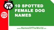 10 spotted female dogs names - the best pet names - www.namesoftheworld.net