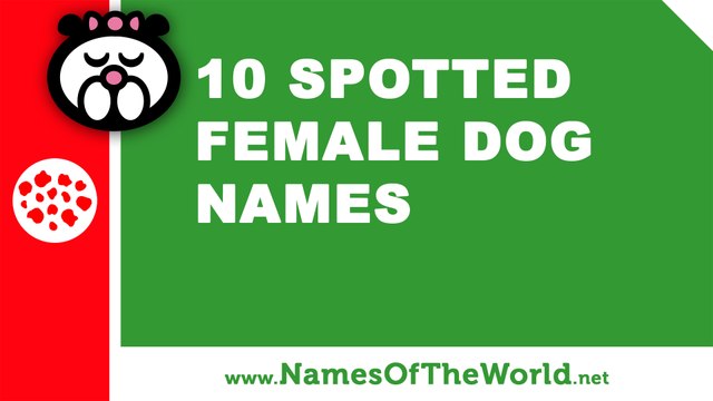 10 spotted female dogs names - the best pet names - namesoftheworld.net