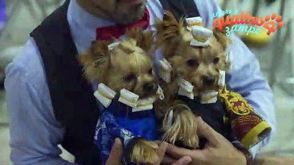 "Mi Mascota": i cani più belli alla Fiera di Malaga
