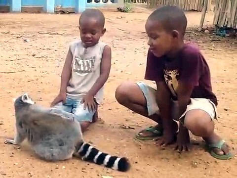 Un lémurien adorable reclame des calins à ces enfants... Trop mignon