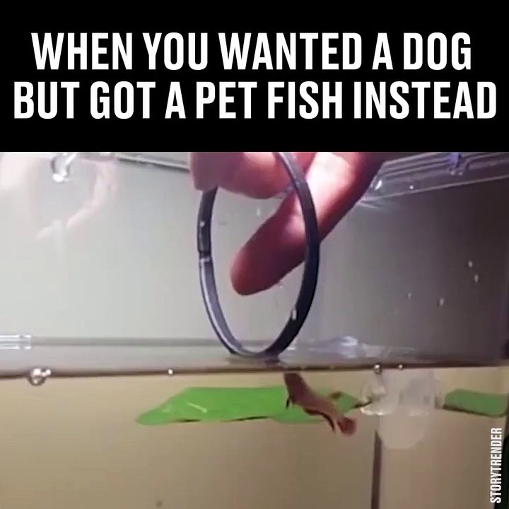 Son poisson rouge saute dans ce cerceau... Bien dressé