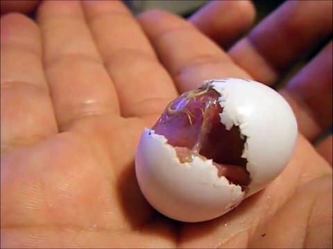 Assistez à la naissance d'un petit oisillon adorable...