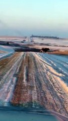 Moose Flips over Fence