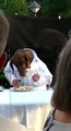 Masada elleriyle yemek yiyen komik köpek :)))
