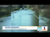 ¡Insólito espectáculo! Peces nadando en una carretera de Washington | Noticias con Francisco Zea