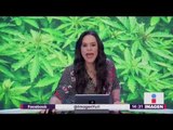 Lineamientos para control sanitario de marihuana | Noticias con Yuriria Sierra