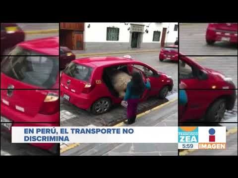 Llama se sube a un taxi en Perú y causa sensación en redes sociales | Noticias con Francisco Zea