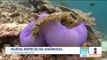 Científicos mexicanos descubren nueva anémona de mar | Noticias con Francisco Zea