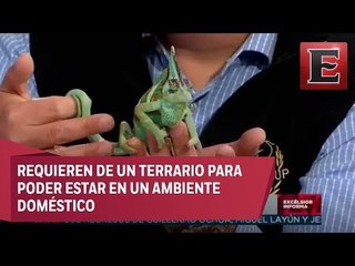 Animal...Es: Camaleón de Velo