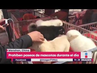 Download Video: Esta ciudad china prohíbe pasear a los perros en espacios públicos | Noticias con Yuriria Sierra