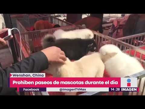 Esta ciudad china prohíbe pasear a los perros en espacios públicos | Noticias con Yuriria Sierra