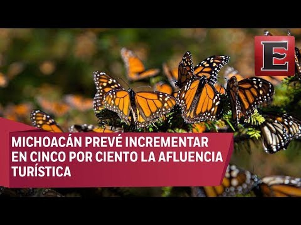 Espera Michoacán la llegada de 160 millones de mariposas Monarca