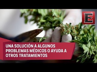 Punto y coma: La cannabis como uso medicinal