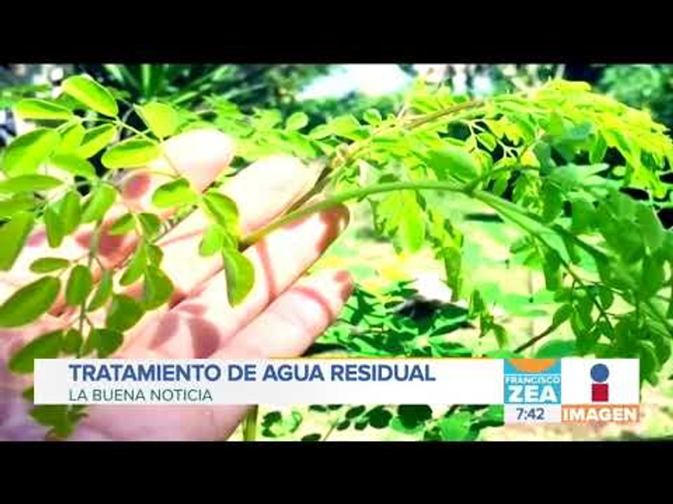 Encuentran en la semilla de Moringa una alterna...