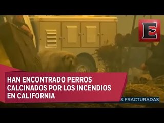 Animal...Es: Animales en peligro por incendios en California