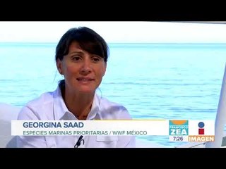 El tiburón blanco tiene muy mala fama y está en peligro | Noticias con Francisco Zea