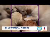 ¡Perritos se comen a besos a un gato! | Noticias con Francisco Zea