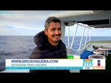 Biólogo mexicano captura la belleza de las ballenas jorobadas | Noticias con Francisco Zea