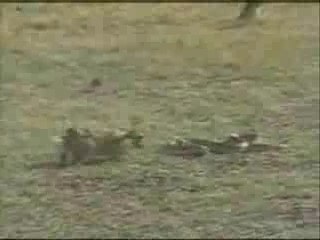 Beautiful loosers - your rabbit so much [clip]