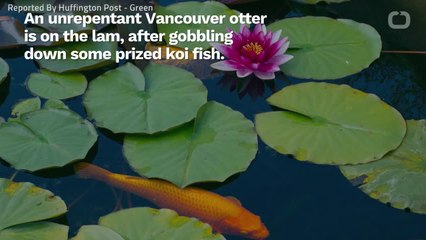 You'll Never Catch Me, Coppers! Koi-Munching Otter Still On The Loose