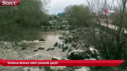 Onlarca domuz nehri yüzerek geçti!