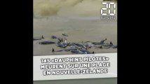 145 «dauphins pilotes» meurent sur une plage de Nouvelle-Zélande