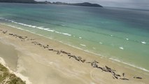 Baleias dão à costa na Nova Zelândia