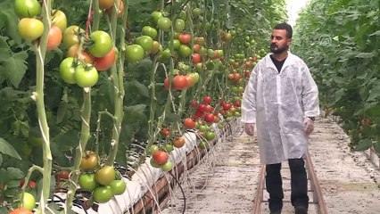 Domates üreticisinin gözü aralıkta - ŞANLIURFA
