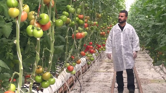 Domates üreticisinin gözü aralıkta - ŞANLIURFA