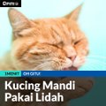 #1MENIT| Kucing Mandi  Pakai Lidah