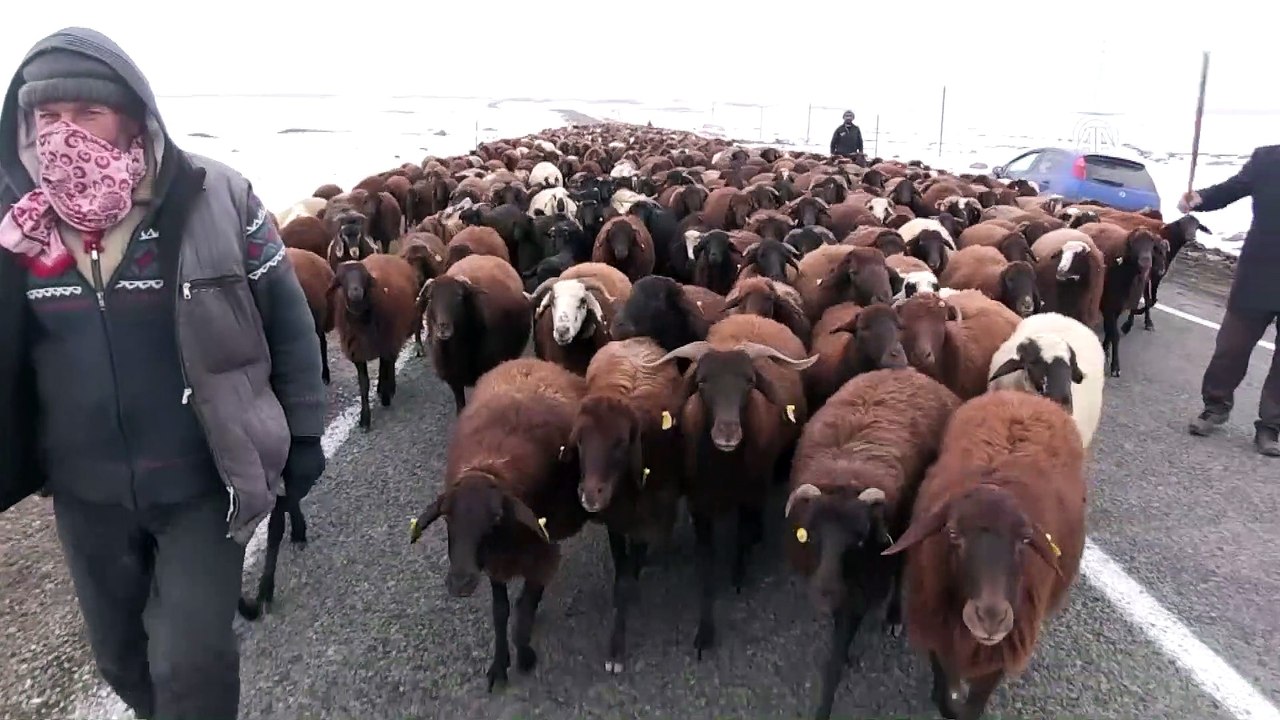 Çobanların koyun sürüleriyle 'zorlu' göçü - KARS