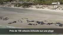 Nouvelle-Zélande: 145 dauphins pilotes meurent sur une plage