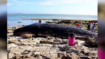 悲！抹香鯨遺體沖上岸 胃裡有115個塑膠杯、2只夾腳拖