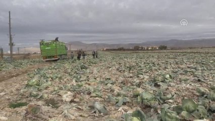 Lahana Çiftçinin Yüzünü Güldürdü